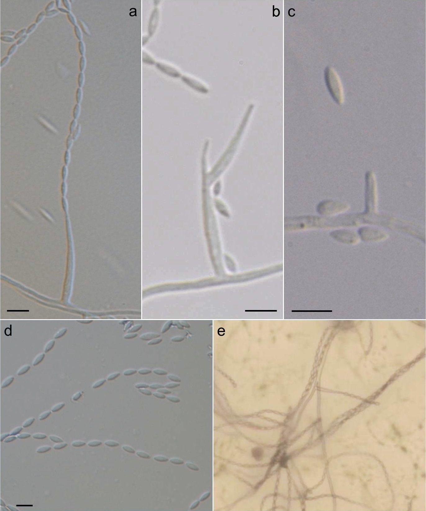 sarocladium-terricola